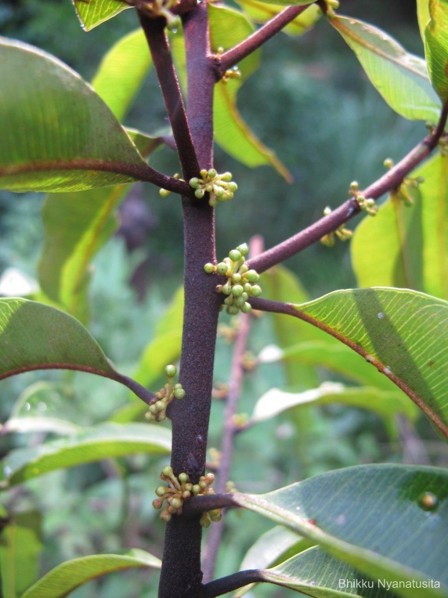 Donella lanceolata (Blume) Aubrév.